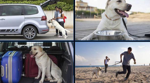 Viajes en auto con perros