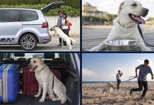 Viajes en auto con perros